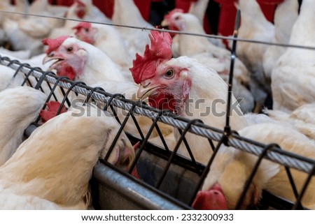 Breeding roosters and hens for meat feed inside the breeding area of a poultry farm, in Brazil. Brazilian poultry production is one of the most respected poultry industries in the world. Royalty-Free Stock Photo #2332300933
