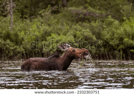 Moose in Algonquin Park eating lilypads in Algonquin Park Royalty-Free Stock Photo #2332303751