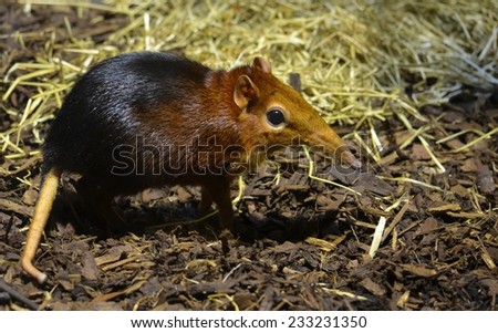 Detail of the Black and rufous elephant shrew inside the zoo of antwerp. Royalty-Free Stock Photo #233231350