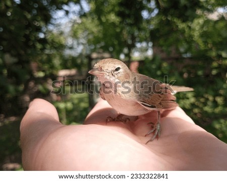 A common nightingale on a human palm. Ornithology. Singing birds. Luscinia luscinia. Royalty-Free Stock Photo #2332322841