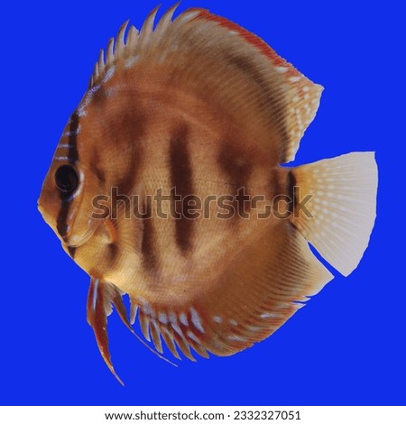 discus fish brown color strain