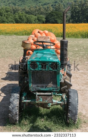 Many pumpkins on old tractor at farm. Agriculture industry at harvest.
