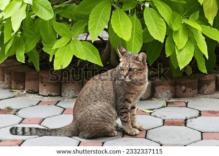 Portrait of tabby brown cute cat in park by tree with dew raindrops on green leaf.