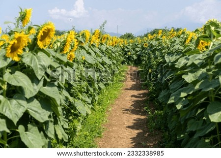 Sunflower field, Lombardia, Italy, Europe