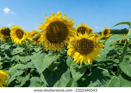 sunflowers in the field, flowers image