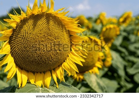Sunflower, close-up. Summer landscape in sunny day