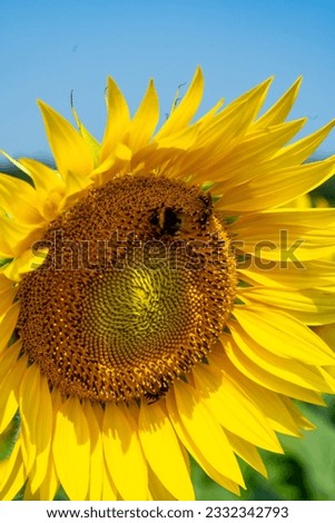 Sunflower, close-up. Summer landscape in sunny day