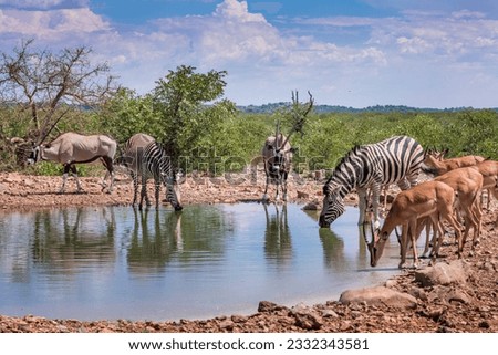 Wild animals congregate around a waterhole in Etosha National Park, Namibia, Africa Royalty-Free Stock Photo #2332343581