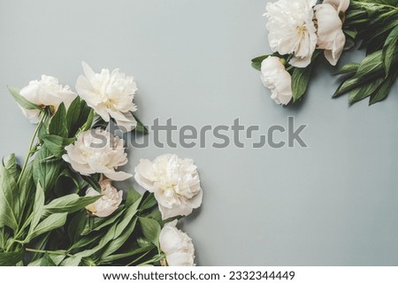 Beautiful white peony flowers on a grey background with copy space for your text top view and flat lay style.