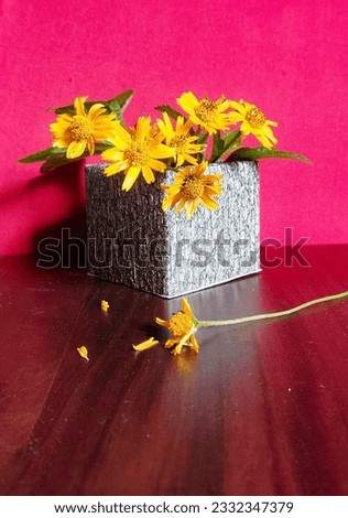 still life photography of wedelia flowers box with warm red background 