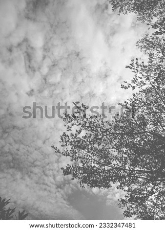 vintage sky and trees picture