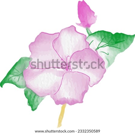 Watercolor Hibiscus rosa-sinensis Illustrations Design. 