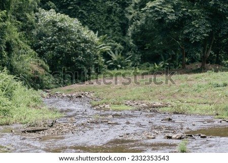 Stream view in the rain forest