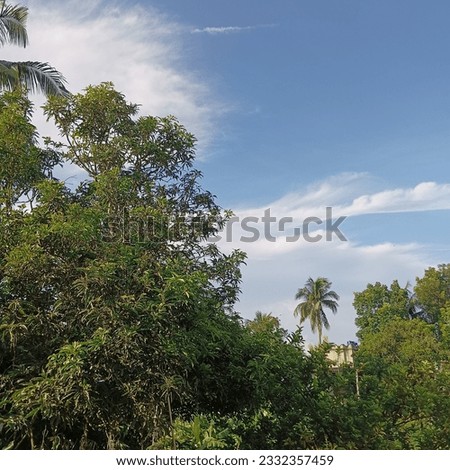 Nature picture clear sky in the morning and son green plant enhance nature bueaty. 