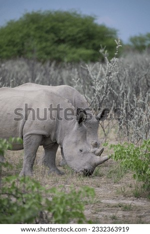 Rhino in Etosha National Park. Namibia. African safari