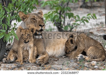 
lioness with cubs in Etosha National Park, Namibia Royalty-Free Stock Photo #2332368897