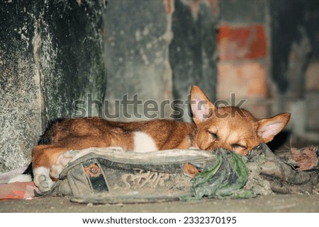 Domestic adorable dog,sleeping dog night image