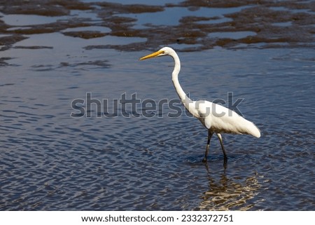 A beautiful great egret (Ardea alba) hunts for fish and crabs on the famous nudgee beach, brisbane, queensland, australia. Australia's wading birds	