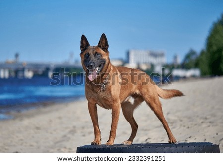 Portrait of a malinois belgian shepherd dog standing on a beach Royalty-Free Stock Photo #2332391251