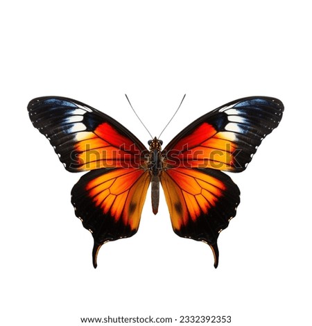 Colored butterfly isolated on white clip art Royalty-Free Stock Photo #2332392353