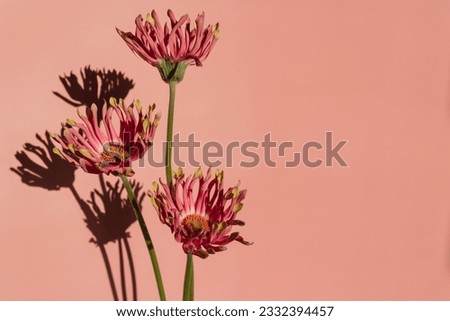 Pink gerber flowers bouquet with aesthetic sunlight shadows on pastel pink background. Minimal stylish still life floral composition