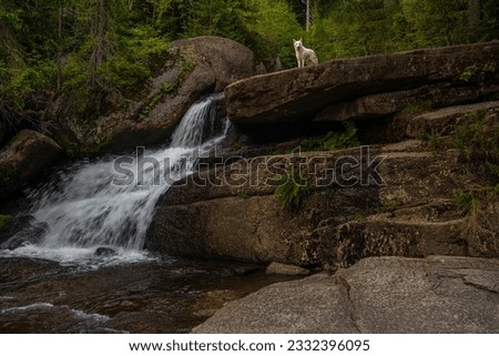 White wolf looking on the top of amazing waterfall hidden deep in Jizera mountains, Czech Republic. Calm and peaceful place with water flowing in cascade river.