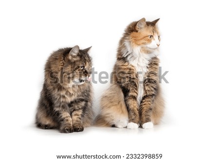 Curious cats looking at something of screen while sitting. Two bonded fluffy cats sitting together in companionship. 17 years old senior tabby cat and 3 years old calico cat. White background.