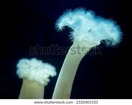 White Plumose Sea Anemones in an aquarium. Close-up scene in artificial lighting. Royalty-Free Stock Photo #2332401533