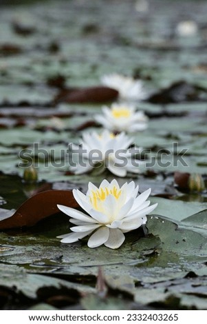Beautiful waterlilies bloom in a pond. Royalty-Free Stock Photo #2332403265
