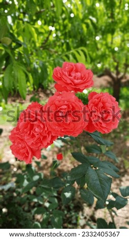 Flower, Red Rose, Natural beauty,  hight quality red rose picture,  Nature, Love, Valentines day picture,  roses, spring, greenery