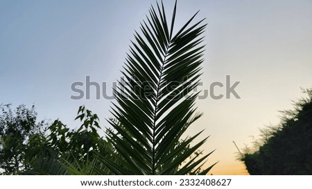 
sky with palm branches and leaves. sunset background photo.