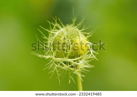 Wild Passion Fruit ,Passiflora foetida isolate on green background

