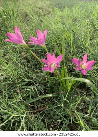 This beautiful flower grows wild in the yard. Very pretty pink color. some people call them fairy lilies. when the picture is taken the flowers are surrounded by weeds