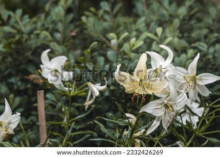 Light yellow and green color Lilium Lancifolium Sweet Surrender flowers in a garden  Royalty-Free Stock Photo #2332426269