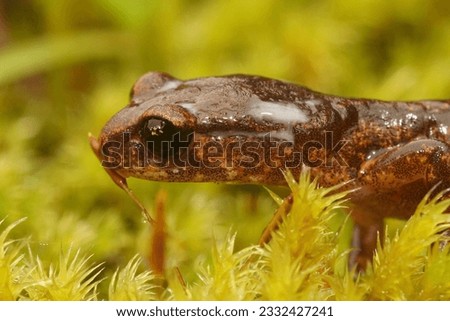 Closeup on a California Ensatina eschscholtzii salamander, secreting antipredator milky secretion from the head glands Royalty-Free Stock Photo #2332427241