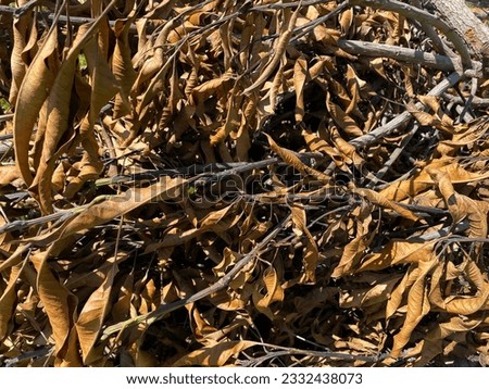Background from dry leafs and twigs. Cleaning of garden.