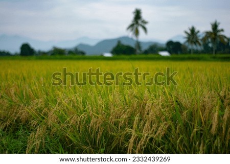A picture of nature, rice field, in a sunset.