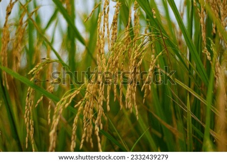 A picture of nature, rice field, in a sunset.