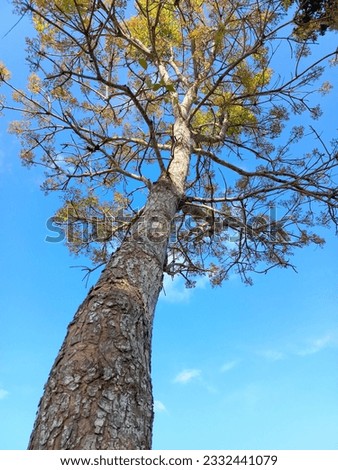 Tropical tree against blue sky background. Deciduous tree. Young leaves begin to grow on the tree.