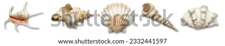Collection of sea shells on a transparent background