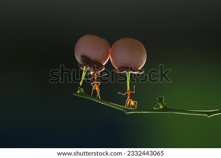 ants, red ants, weaver ants, strong, all weavers are lifting weights