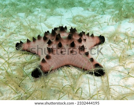 A Protoreaster nodosus sea star Boracay Island Philippines