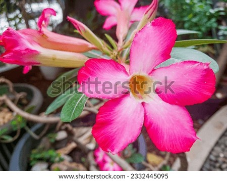 close up photo of pink frangipani flowers in the garden