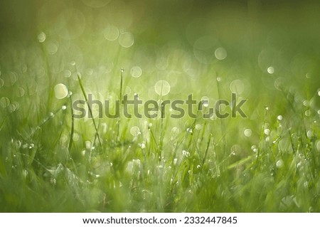 Photographing the grass with dew in the backyard during a september morning.  Royalty-Free Stock Photo #2332447845