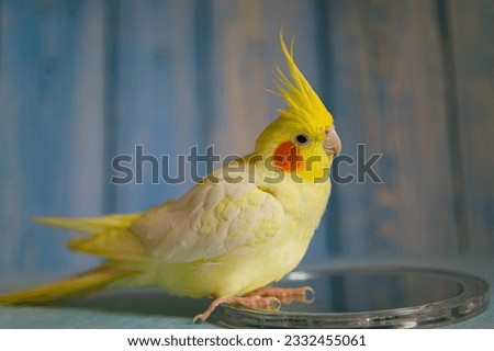Beautiful photo of a bird.Funny parrot.Cockatiel parrot.
Home pet yellow bird.Beautiful feathers.Cute cockatiel.Home pet parrot.A bird with a crest.Natural color.Birdie.The parrot looks in the mirror. Royalty-Free Stock Photo #2332455061
