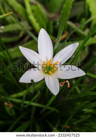 white flowers from a plant with the scientific name Zephyranthes candida, which includes medicinal plants Royalty-Free Stock Photo #2332457525