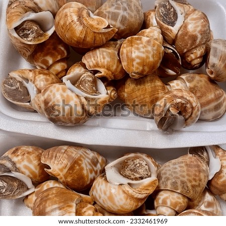 a photography of a couple of trays of snails sitting on top of each other, there are two trays of snails sitting on a table.