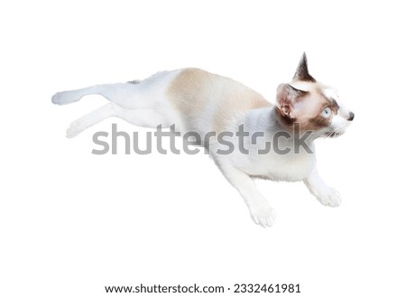 a photography of a cat is flying through the air, there is a cat that is flying in the air.