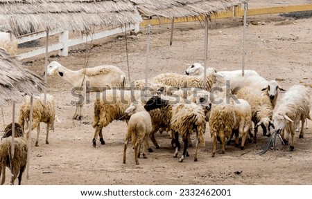 a photography of a herd of sheep standing on top of a dirt field, there are many sheep standing in a group in the dirt.