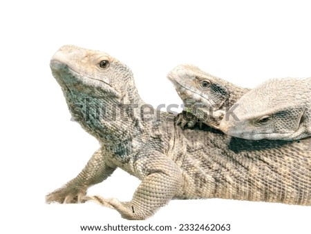 a photography of two lizards are sitting on top of each other, there are two lizards that are laying down together on a white surface.